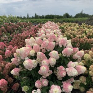 Зображення — Main Main