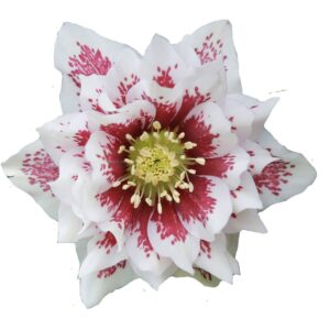 Зображення — Main Main