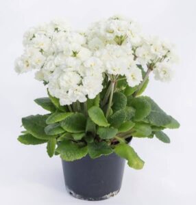 Примула – Primula Pollyanna ‘Frosty White’