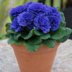 Зображення — Main Main