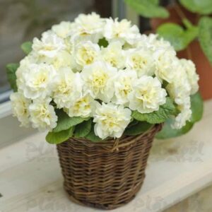 Зображення — Main Main