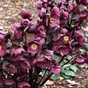 Зображення — Main Main