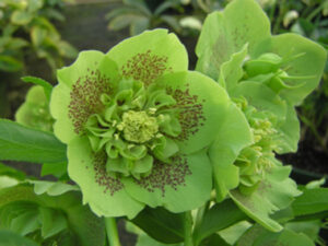 Helleborus orientalis ‘Anemone Green Spotted’ 057