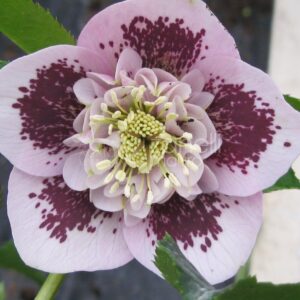 Зображення — Main Main