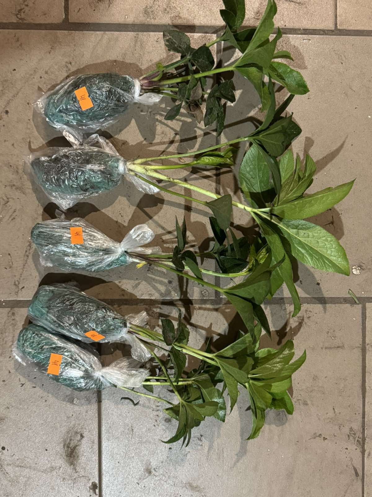 Зображення — Морозник (Чемерник) Helleborus orientalis Quintessa Painted 071 Морозник (Чемерник) Helleborus orientalis Quintessa Painted 071 - Зображення 3