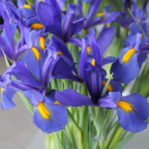 Зображення — Main Main