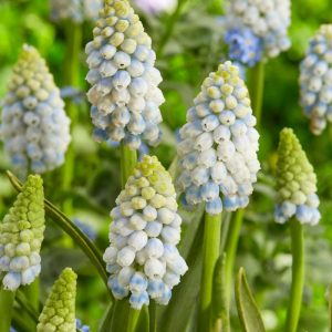 Зображення — Main Main