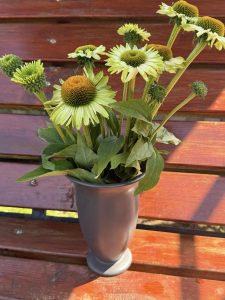 Ехінацея SunSeekers Apple Green