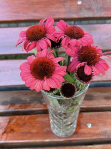 Ехінацея SunSeekers Red