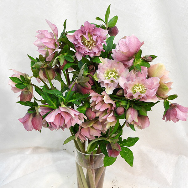 Зображення — Helleborus Double Ellen® CUTFLOWER Pink 097 ЗРІЗОЧНИЙ СОРТ!!! Helleborus Double Ellen® CUTFLOWER Pink 097 ЗРІЗОЧНИЙ СОРТ!!!