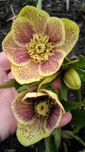 Зображення — Helleborus orientalis ‘Anemone Super Yellow Spotted’ 060 Helleborus orientalis ‘Anemone Super Yellow Spotted’ 060 - Зображення 2